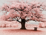 Pink Flowers Tree Wallpaper Murals